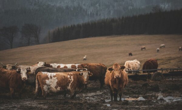 Cows in a field.