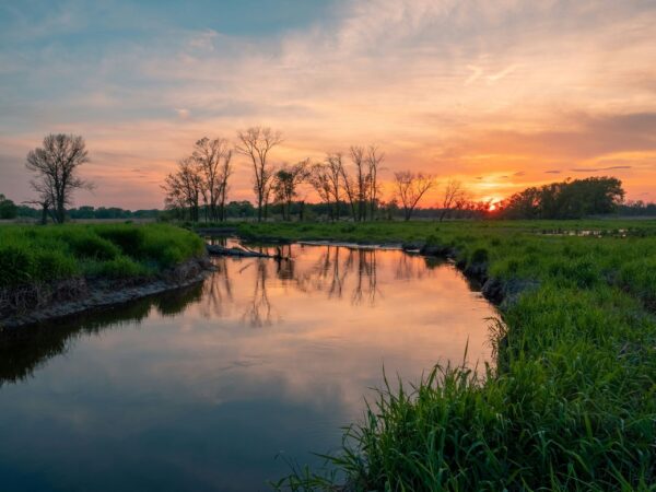 Wetlands.